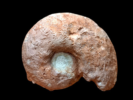 Physodoceras wolfi
