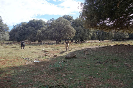 Chiens sauvages marocains