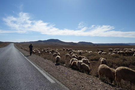 Troupeau de mouton et berger