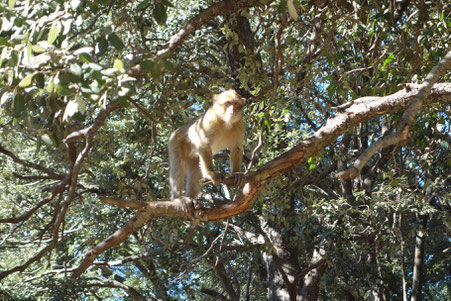 Singe maroc