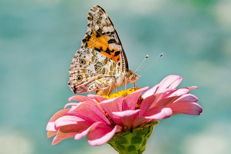 INNER COACH  - Erfolgs-Coaching für hochsensible Menschen. Coaching, Gesprächstherapie. Seminar, Tipps bei Hochsensibilität. Hochsensibel und erfolgreich. In Zürich Oerlikon und Uster. 