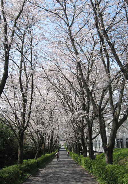 桜お花見オススメ情報 Chat Web Magazine チャットウェブマガジン 桜お花見オススメ情報 Chat Web Magazine チャットウェブマガジン
