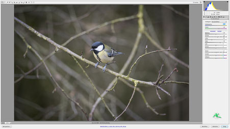 Storch Sony Alpha 99-II ILCA-99M2 mit SAL500F4G