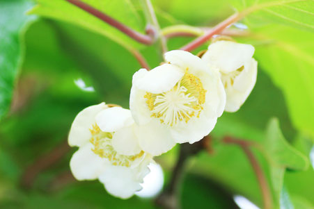 生産資材（春用・秋用）
