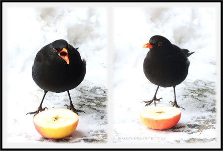 Schnee Hannover Amsel