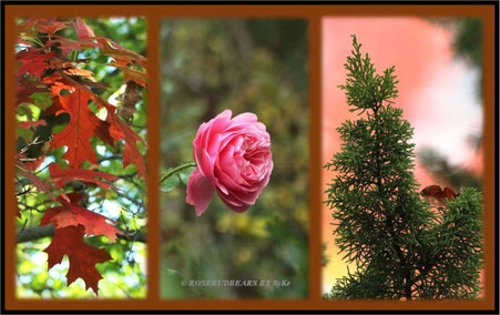 Herbst - letzte Blüte