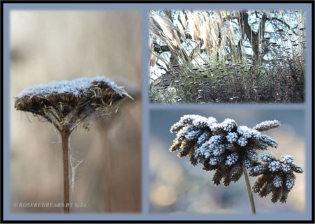 Winter im Berggarten Hannover