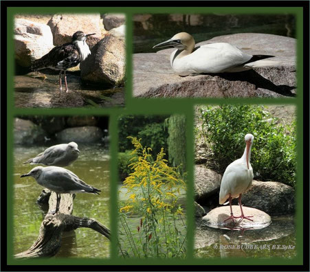 Walsrode Vogelpark