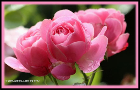 Rose Leonardo da Vinci