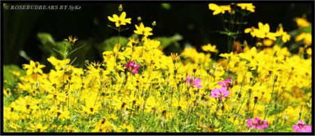 und Sommerblumen