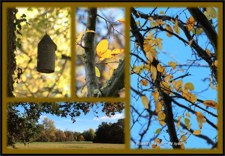 Herbstwald