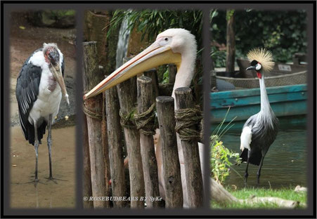 Hannover Zoo