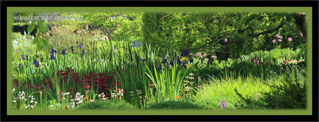 Herrenhäuser Gärten Berggarten Iris