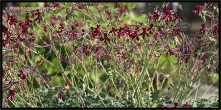 Pelargonien-Blüten