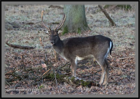 Tiergarten  Hannover