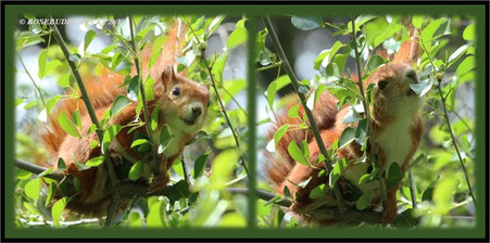 Eichhörnchen Hemmi