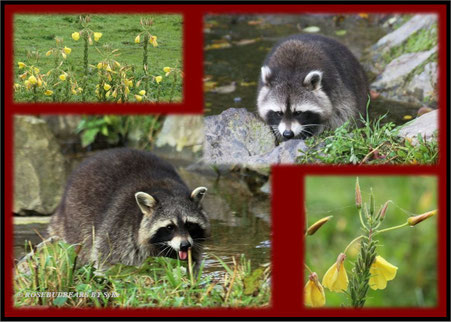 Waschbär Wisentgehege Springe