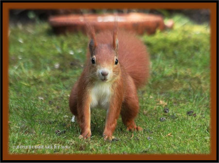 Eichhörnchen