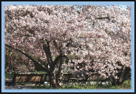 Hannover Herrenhausen Berggarten Kirschbaumblüte