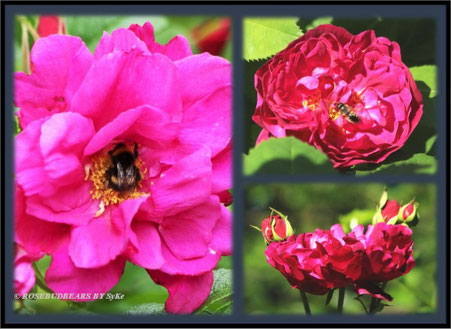 Rosenblüte