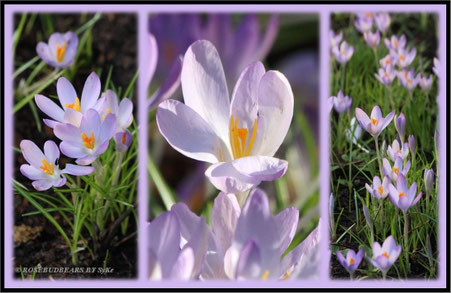 Elfenkrokusse