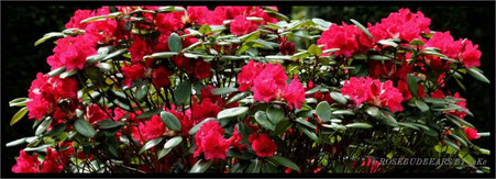 Rhododendron Repens