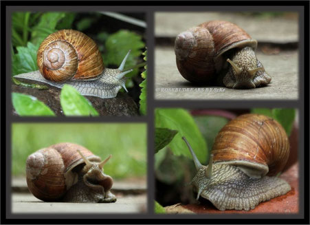 unsere Weinbergschnecke kommt immer mal wieder vorbei