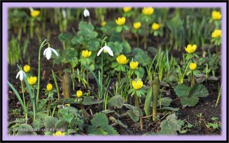 Winterlinge und Schneeglöckchen im Gartenbeet