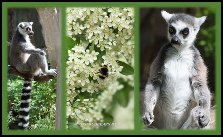 Zoo Hannover