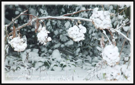 Hannover Schnee Elli