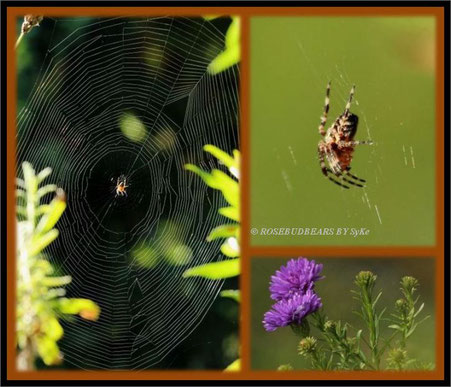 Spinne Spinnennetz