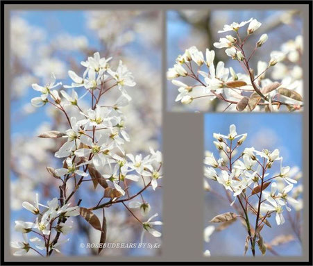 Blüten der Felsenbirne