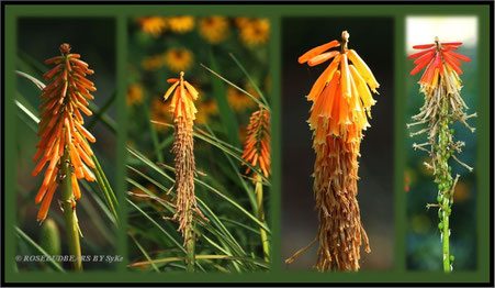Herbst im Garten - Fackellilien