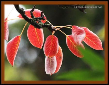 die Birnbaumblätter verfärben sich: Herbst