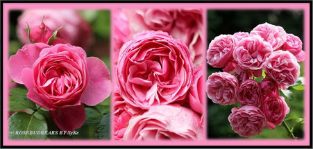 Rose Leonardo da Vinci