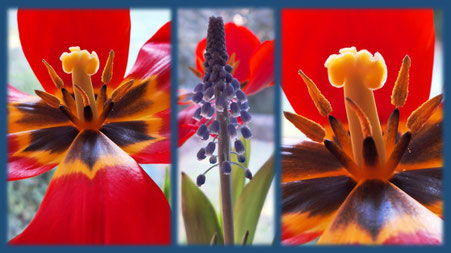 Tulpen