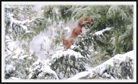 Eichhörnchen Schnee