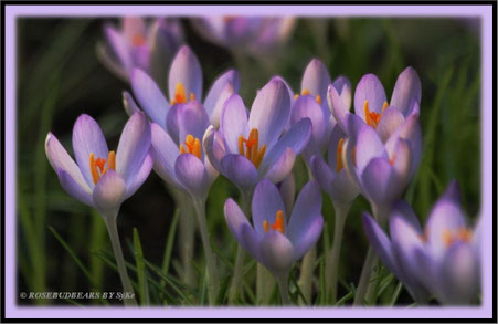 die Elfenkrokusse im Garten