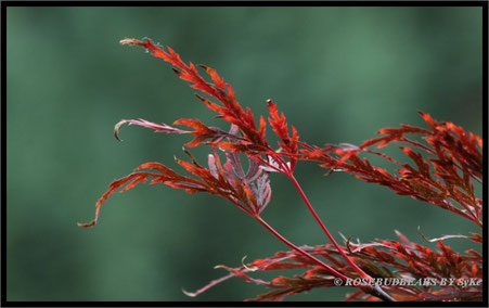 Herbst