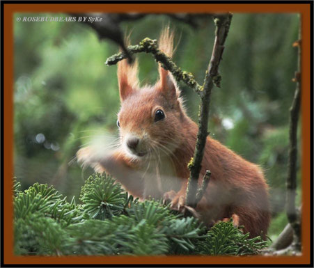 Eichhörnchen
