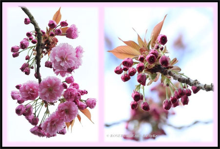 Zierkirschenblüte - der Beginn