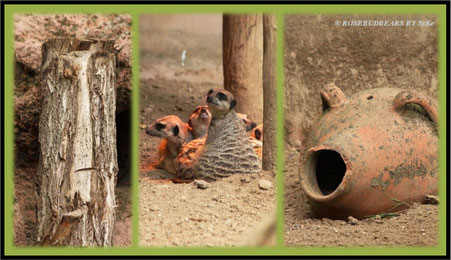 Zoo Hannover Erdmännchen