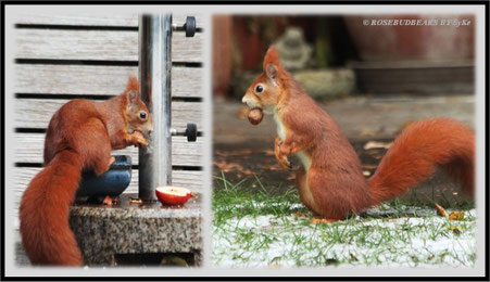 Eichhörnchen Schnee