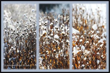 Stadtpark Hannover Schnee