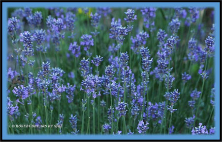 Lavendel