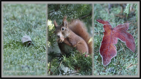 Frost Blätter Eichhörnchen