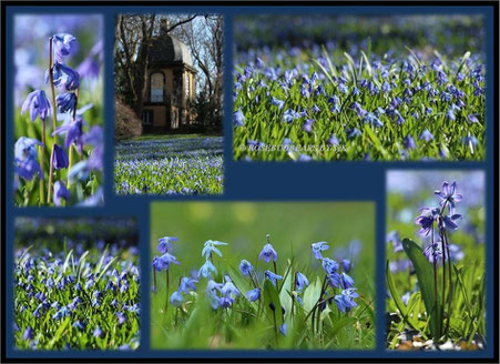 Hannover Linden Bergfriedhof Scilla