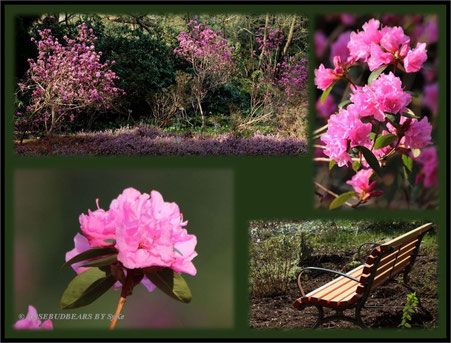 Hannover Herrenhausen Berggarten Azalee