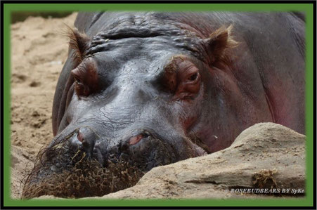 Zoo Hannover Nilpferd