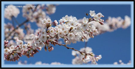 Kirschblüte in weiß